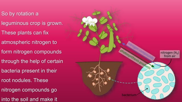 Crop rotation best slides | PPT
