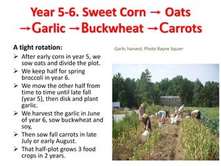 Year 5-6. Sweet Corn → Oats
→Garlic →Buckwheat →Carrots
A tight rotation:
 After early corn in year 5, we
sow oats and divide the plot.
 We keep half for spring
broccoli in year 6.
 We mow the other half from
time to time until late fall
(year 5), then disk and plant
garlic.
 We harvest the garlic in June
of year 6, sow buckwheat and
soy,
 Then sow fall carrots in late
July or early August.
 That half-plot grows 3 food
crops in 2 years.
Garlic harvest, Photo Rayne Squier
 