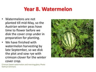 Year 8. Watermelon
• Watermelons are not
planted till mid-May, so the
Austrian winter peas have
time to flower before we
disk the cover crop under in
preparation for planting.
• We have finished with
watermelon harvesting by
late September, so we disk
the plot and sow rye with
crimson clover for the winter
cover crop.
Crimson Sweet watermelon and morning glory. Photo
Kathryn Simmons
 