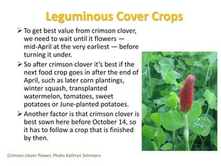 Leguminous Cover Crops
To get best value from crimson clover,
we need to wait until it flowers —
mid-April at the very earliest — before
turning it under.
So after crimson clover it’s best if the
next food crop goes in after the end of
April, such as later corn plantings,
winter squash, transplanted
watermelon, tomatoes, sweet
potatoes or June-planted potatoes.
Another factor is that crimson clover is
best sown here before October 14, so
it has to follow a crop that is finished
by then.
Crimson clover flower, Photo Kathryn Simmons
 