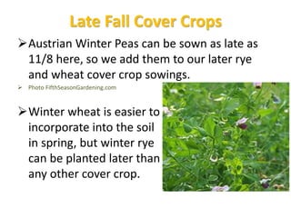 Cover Crop Opportunities
 In spring, summer or fall,
between one vegetable crop and
a later one
 In fall, after vegetabl...