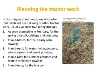 Planning the tractor work
In the margins of our maps, we write when
that patch will need disking or other tractor
work. Usually we have five spring diskings:
1. As soon as possible in February, for the
spring broccoli, cabbage and potatoes;
2. In mid-March, for the 2 early corn
sowings;
3. In mid-April, for watermelon, peppers,
winter squash and sweet potatoes;
4. In mid-May, for summer potatoes and
middle three corn sowings;
5. In mid-June, for the late corn.
Spring broccoli transplant,
Photo Kathryn Simmons
 