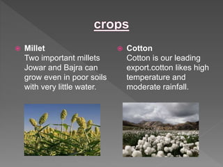  Millet
Two important millets
Jowar and Bajra can
grow even in poor soils
with very little water.
 Cotton
Cotton is our leading
export.cotton likes high
temperature and
moderate rainfall.
 