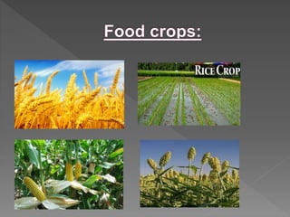 Crops | PPTX