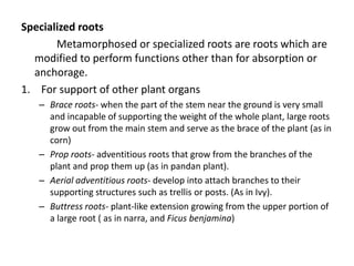 A review on Crop Sciences (Plant Biology) | PPTX