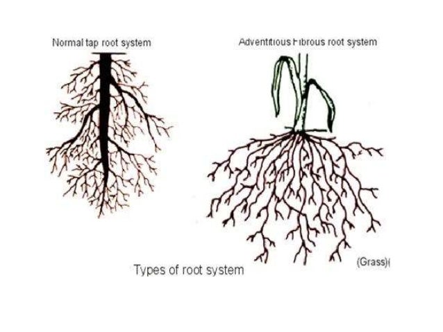 Корневая система дуба обыкновенного схема