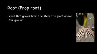 Root (Prop root)
• root that grows from the stem of a plant above
the ground
 