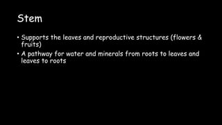 Stem
• Supports the leaves and reproductive structures (flowers &
fruits)
• A pathway for water and minerals from roots to leaves and
leaves to roots
 
