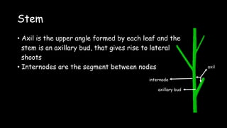 Stem
• Axil is the upper angle formed by each leaf and the
stem is an axillary bud, that gives rise to lateral
shoots
• Internodes are the segment between nodes
internode
axillary bud
axil
 