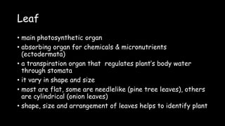Leaf
• main photosynthetic organ
• absorbing organ for chemicals & micronutrients
(ectodermata)
• a transpiration organ that regulates plant’s body water
through stomata
• it vary in shape and size
• most are flat, some are needlelike (pine tree leaves), others
are cylindrical (onion leaves)
• shape, size and arrangement of leaves helps to identify plant
 