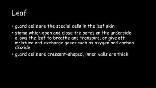 Leaf
• guard cells are the special cells in the leaf skin
• stoma which open and close the pores on the underside
allows the leaf to breathe and transpire, or give off
moisture and exchange gases such as oxygen and carbon
dioxide
• guard cells are crescent-shaped, inner walls are thick
 