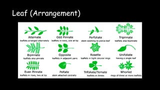 Leaf (Arrangement)
 