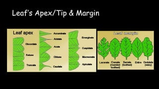 Leaf’s Apex/Tip & Margin
 