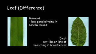 Leaf (Difference)
Monocot
- long parallel veins in
narrow leaves
Dicot
- net-like or lots of
branching in broad leaves
 