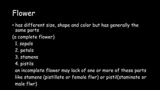 Flower
• has different size, shape and color but has generally the
same parts
(a complete flower)
1. sepals
2. petals
3. stamens
4. pistils
an incomplete flower may lack of one or more of these parts
like stamens (pistillate or female flwr) or pistil(staminate or
male flwr)
 