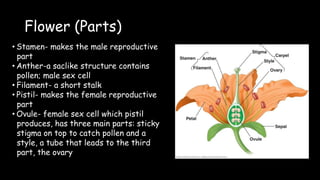 Flower (Parts)
• Stamen- makes the male reproductive
part
• Anther-a saclike structure contains
pollen; male sex cell
• Filament- a short stalk
• Pistil- makes the female reproductive
part
• Ovule- female sex cell which pistil
produces, has three main parts: sticky
stigma on top to catch pollen and a
style, a tube that leads to the third
part, the ovary
 