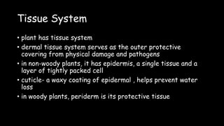 Tissue System
• plant has tissue system
• dermal tissue system serves as the outer protective
covering from physical damage and pathogens
• in non-woody plants, it has epidermis, a single tissue and a
layer of tightly packed cell
• cuticle- a waxy coating of epidermal , helps prevent water
loss
• in woody plants, periderm is its protective tissue
 