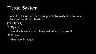 Tissue System
• vascular tissue system transports the materials between
the roots and the shoots
(two types)
1. Xylem
-conducts water and dissolved minerals upward
2. Phloem
-transports sugar
 