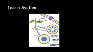 Tissue System
 