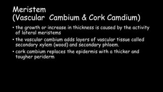 Meristem
(Vascular Cambium & Cork Camdium)
• the growth or increase in thickness is caused by the activity
of lateral meristems
• the vascular cambium adds layers of vascular tissue called
secondary xylem (wood) and secondary phloem.
• cork cambium replaces the epidermis with a thicker and
tougher periderm
 