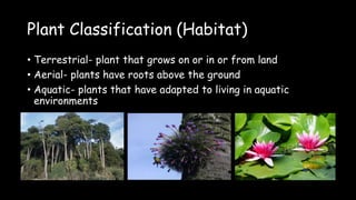 Plant Classification (Habitat)
• Terrestrial- plant that grows on or in or from land
• Aerial- plants have roots above the ground
• Aquatic- plants that have adapted to living in aquatic
environments
 