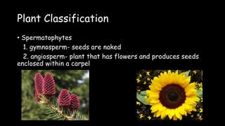 Plant Classification
• Spermatophytes
1. gymnosperm- seeds are naked
2. angiosperm- plant that has flowers and produces seeds
enclosed within a carpel
 