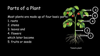 Parts of a Plant
Most plants are made up of four basic parts:
1. roots
2. stems
3. leaves and
4. flowers
which later become
5. fruits or seeds
2
5
1
4
3
Tomato plant
 