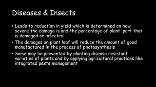 Diseases & Insects
• Leads to reduction in yield which is determined on how
severe the damage is and the percentage of plant part that
is damaged or infected
• The damages on plant leaf will reduce the amount of good
manufactured in the process of photosynthesis
• Some may be prevented by planting disease resistant
varieties of plants and by applying agricultural practices like
integrated pests management
 