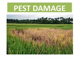 PEST DAMAGE
 