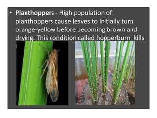 Hopperburn In Rice Crop science pest damage(orig) | PPTX
