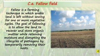 SARITA C
Fallow is a farming
technique in which arable
land is left without sowing
for one or more vegetative
cycles. The goal of fallowing
is to allow the land to
recover and store organic
matter while retaining
moisture and disrupting the
lifecycles of pathogens by
temporarily removing their
hosts.
C.a. Fallow field
 