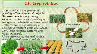 SARITA C
C.b. Crop rotation
Crop rotation is the process of
growing different types of crops in
the same area in the growing
seasons. - It decreases depending on
one type of nutrients, pest and weed
pressure, and the probability of
developing resistant pests and weeds.
Some crop rotation patterns are:
Maize-mustard,
Rice-cotton-peas, rice-pulses-jute,
rice-wheat-pulses-mustard etc.
Peas Rice
Cotton
Crop rotation
Broccoli
Winter
wheat
Sweet
corn
Broccoli Sweet corn
Winter
wheat
 