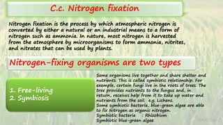 SARITA C
1. Free-living
2. Symbiosis
Nitrogen fixation is the process by which atmospheric nitrogen is
converted by either a natural or an industrial means to a form of
nitrogen such as ammonia. In nature, most nitrogen is harvested
from the atmosphere by microorganisms to form ammonia, nitrites,
and nitrates that can be used by plants.
Nitrogen-fixing organisms are two types
C.c. Nitrogen fixation
Some organisms live together and share shelter and
nutrients. This is called symbiotic relationship. For
example, certain fungi live in the roots of trees. The
tree provides nutrients to the fungus and, in
return, receives help from it to take up water and
nutrients from the soil. e.g. Lichens.
Some symbiotic bacteria, blue-green algae are able
to fix Nitrogen as organic nitrogen.
Symbiotic bacteria : Rhizobium
Symbiotic blue-green algae
 