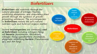 SARITA C
Biofertilizers
Several microorganisms are commonly used
as biofertilizers including nitrogen-fixing
soil bacteria (Azotobacter, Rhizobium),
nitrogen-fixing cyanobacteria (Anabaena),
phosphate-solubilizing bacteria (Pseudomonas
sp.), and AM fungi.
Biofertilizers add nutrients through the
natural processes of nitrogen fixation,
solubilizing phosphorus, and stimulating plant
growth through the synthesis of growth-
promoting substances. The microorganisms
in biofertilizers restore the soil's natural
nutrient cycle and build soil organic matter.
Biofertilizers
Supply
mixture
of
nutrients
Improve
soil health
Enhanced
crop
production
Suppress soil
born
Pathogenic
diseases in
crops
Maintain
Microbial
Consortia in
soil
Maintenance
of symbiotic
relationships
 
