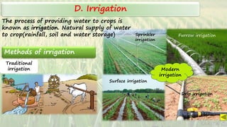 SARITA C
Surface irrigation
Furrow irrigation
Sprinkler
irrigation
Drip irrigation
Traditional
irrigation Modern
irrigation
D. Irrigation
The process of providing water to crops is
known as irrigation. Natural supply of water
to crop(rainfall, soil and water storage)
Methods of irrigation
 