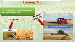 F. Harvesting
ickle
The process of cutting and gathering a
crop is called harvesting.
Traditional
Combine harvester
SARITA C
 