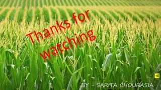 BY - SARITA CHOURASIA
 