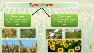 Types of crop
Food crop
ex. Rice, wheat, maize,
gram, pulses, millets,
etc
Cash crop
Ex. Cotton, jute, sugar
cane, oil seed,
etc
1 2
SARITA C
 
