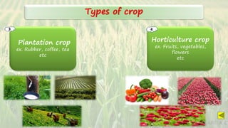 Types of crop
Plantation crop
ex. Rubber, coffee, tea
etc
3
Horticulture crop
ex. Fruits, vegetables,
flowers
etc
4
SARITA C
 