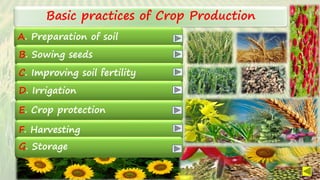 SARITA C
Basic practices of Crop Production
A. Preparation of soil
B. Sowing seeds
C. Improving soil fertility
D. Irrigation
E. Crop protection
F. Harvesting
G. Storage
G. Storage
 