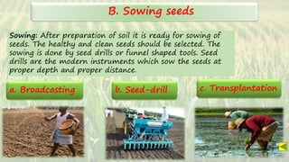 SARITA C
B. Sowing seeds
Sowing: After preparation of soil it is ready for sowing of
seeds. The healthy and clean seeds should be selected. The
sowing is done by seed drills or funnel shaped tools. Seed
drills are the modern instruments which sow the seeds at
proper depth and proper distance.
a. Broadcasting c. Transplantation
b. Seed-drill
SARITA C
 