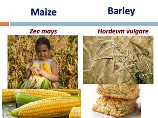 Maize
Zea mays
Barley
Hordeum vulgare
 