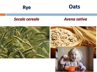 Rye
Secale cereale
Oats
Avena sativa
 