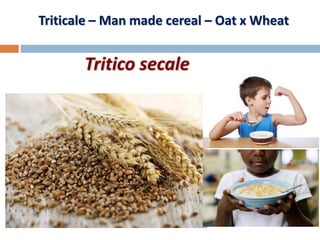 Triticale – Man made cereal – Oat x Wheat
Tritico secale
 