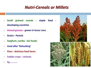 Nutri-Cereals or Millets
• Small grained cereals - staple food -
developing countries
• Annual grasses - grown in lesser area
• Grains - Panicle
• Sorghum, cumbu - Ear heads
• Used after ‘Dehusking’
• Flour - delicious food items
• Fodder crops – animals
• Eg………….
 
