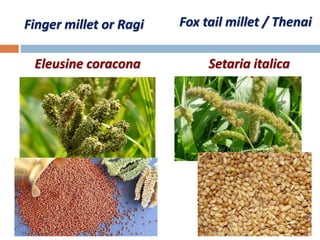 Finger millet or Ragi
Eleusine coracona
Fox tail millet / Thenai
Setaria italica
 