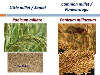 Little millet / Samai
Panicum miliare
Common millet /
Panivaraugu
Panicum miliaceum
Poor fertility
 