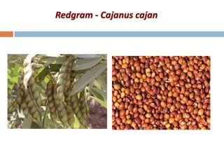 Redgram - Cajanus cajan
 