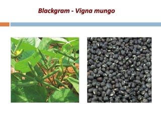 Blackgram - Vigna mungo
 