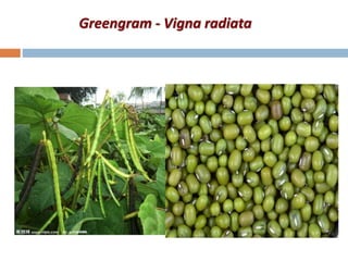 Greengram - Vigna radiata
 